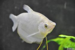 Luciocephalinae
