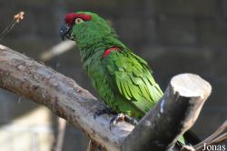 Edinburgh Zoo