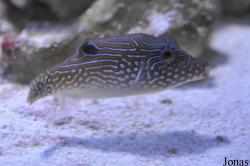 Canthigasterinae