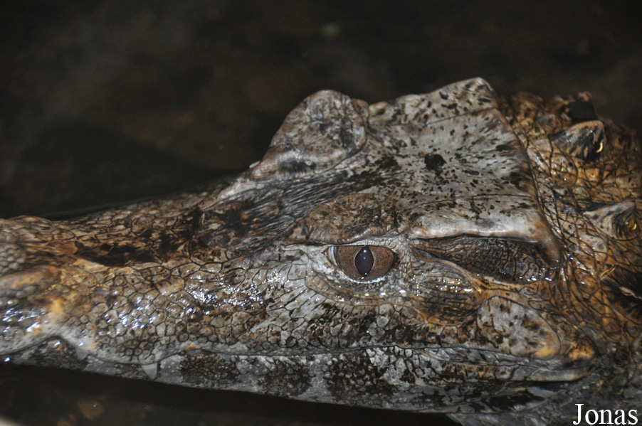 Crocodiles of the World (Witney)