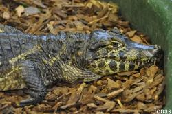 Crocodiles of the World (Witney)