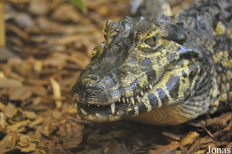 Crocodiles of the World (Witney)