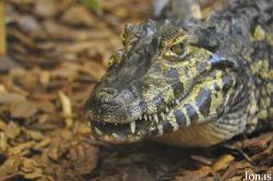 Crocodiles of the World (Witney)