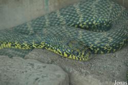 Elaphe carinata