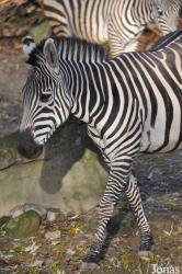 Erlebnis-Zoo Hannover