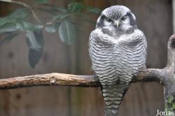 Cotswold Falconry Centre