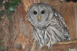 Cotswold Falconry Centre