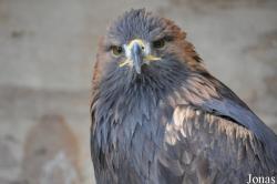 Cotswold Falconry Centre