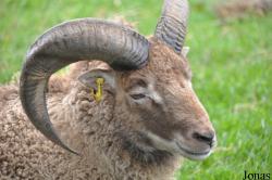 Cotswold Farm Park