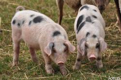 Cochon Gloucestershire Old Spots
