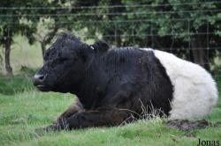 Cotswold Farm Park