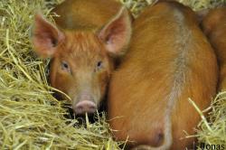 Cotswold Farm Park