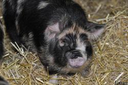 Cotswold Farm Park