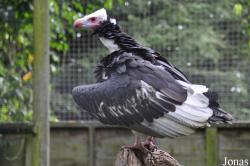 Hawk Conservancy Trust