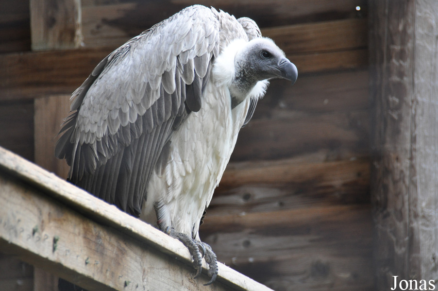 Hawk Conservancy Trust
