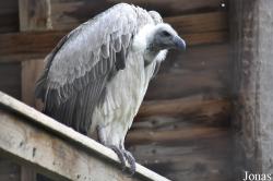 Hawk Conservancy Trust