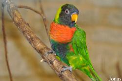 Trichoglossus forsteni
