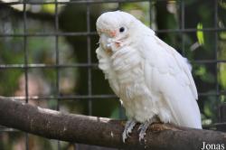 Birdworld