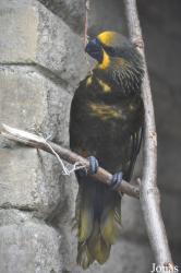 Birdworld