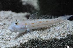 Valenciennea puellaris