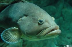 Epinephelus marginatus