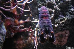 Scyllarus arctus