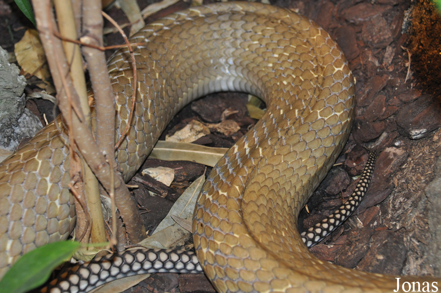 Tropicarium Kolmården