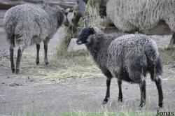 Skansen