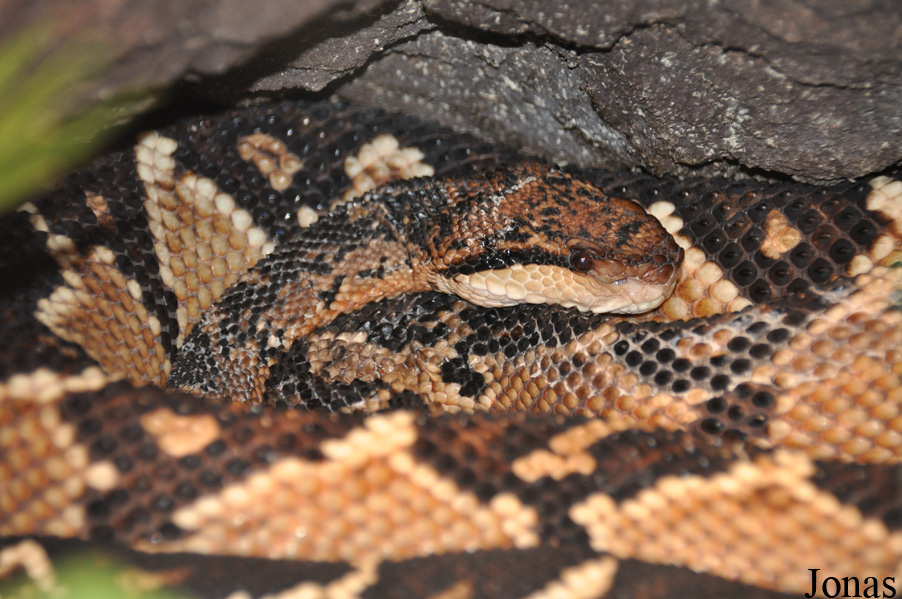 Skansen-Akvariet