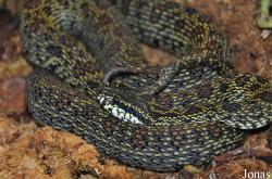 Protobothrops jerdonii xanthomelas