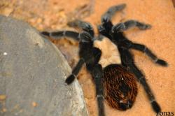 Brachypelma albiceps