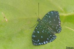 Hamadryas sp.