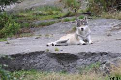 Järvzoo