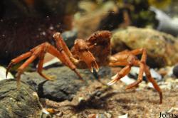 Oregoniidae