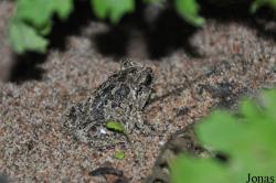 Pelobates fuscus fuscus