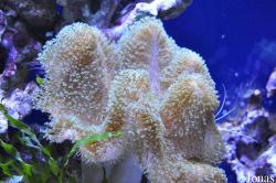 Universeum