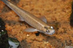 Universeum