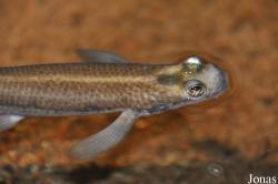 Anablepidae