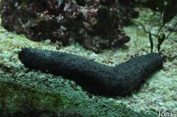 Holothuria sp.