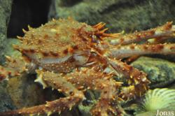 Lithodidae