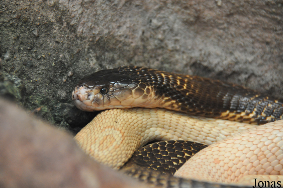 Malmö Reptilcenter