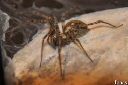 Agelenidae