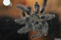 Avicularia sp.
