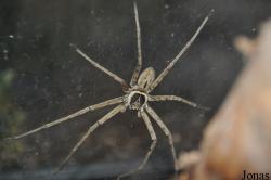 Heteropoda venatoria