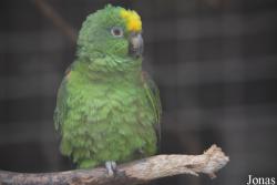 Vogelpark Schifferstadt