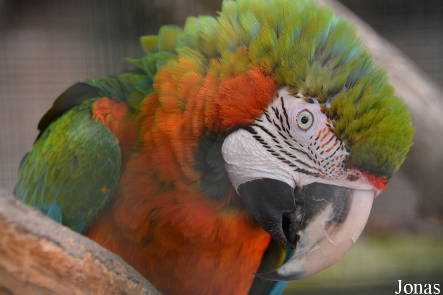 Vogelpark Schifferstadt