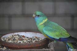 Vogelpark Schifferstadt