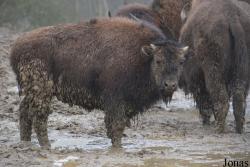 Hochwildschutzpark Hunsrück Rheinböllen