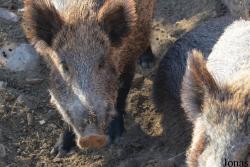 Sus scrofa castillianus