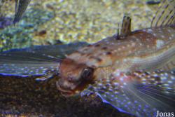 Aquàrium Municipal Santa Pola